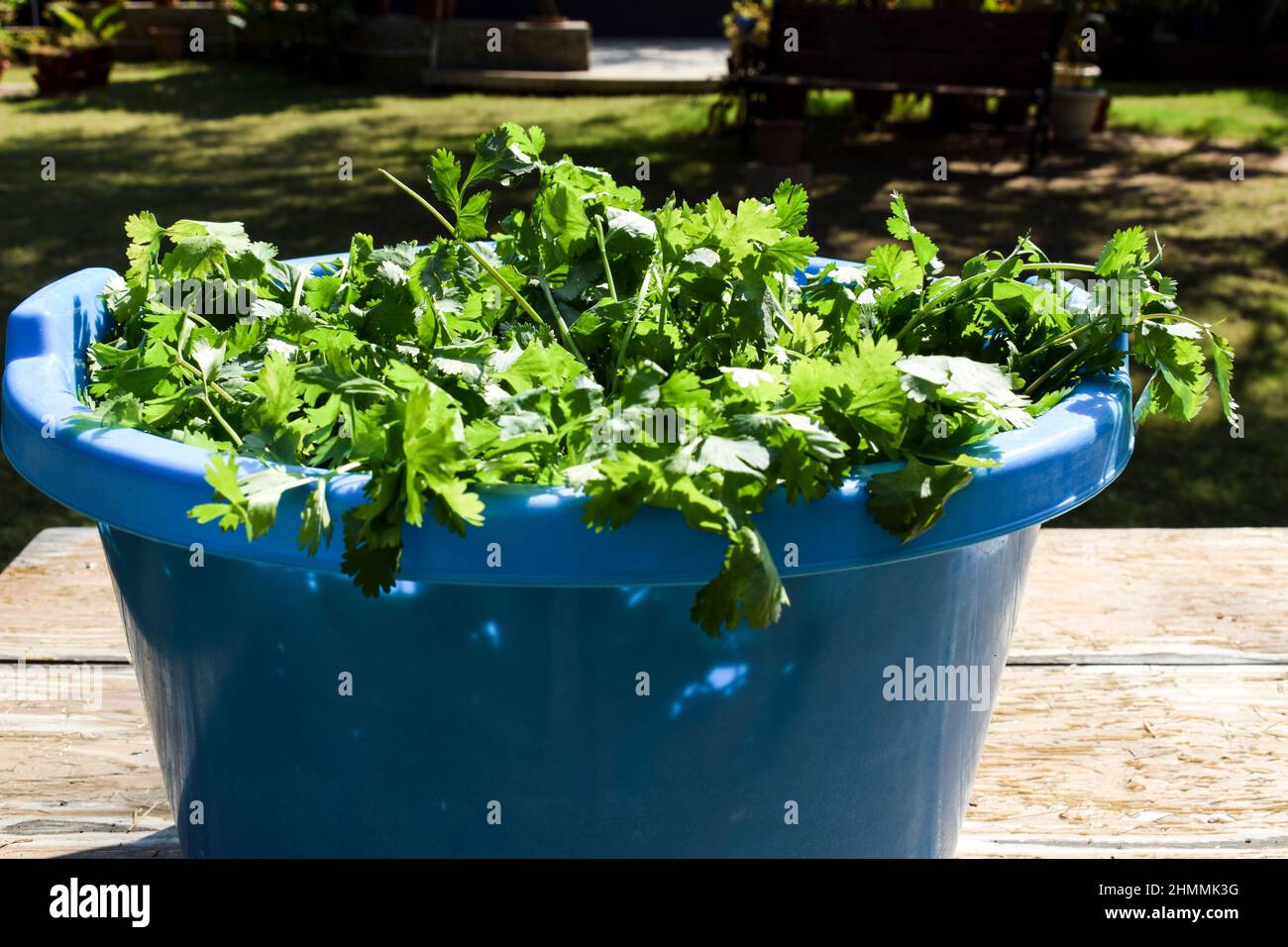 Gambi appena sbucciati coriandolo foglie fresche da lavare in vasca secchio. Fattoria mercato vegetale. Verdure verdi asiatiche Foto Stock