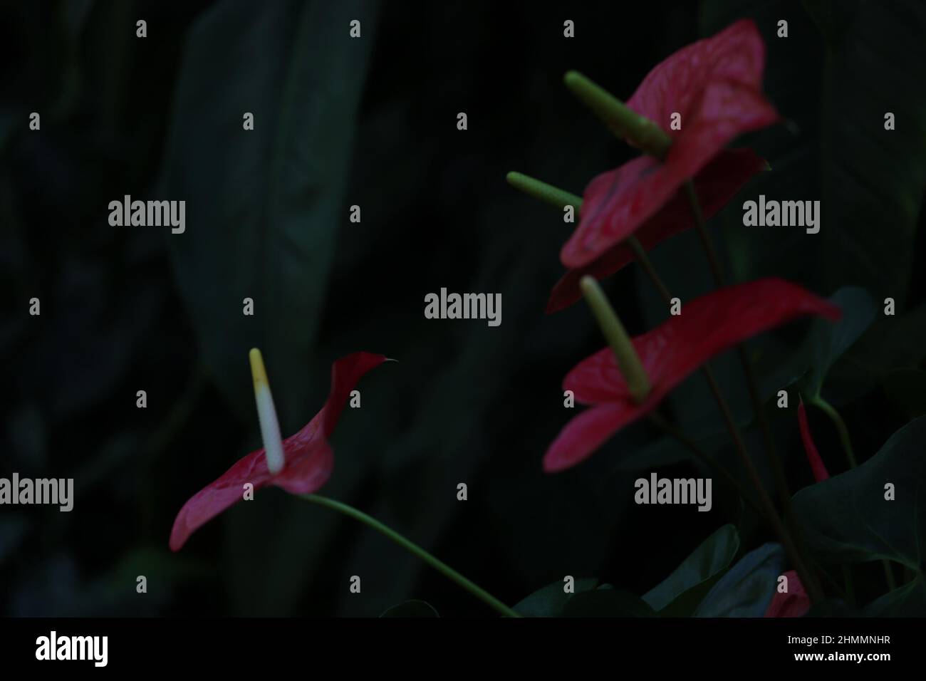 Spathiphyllum, gigli di Pace rossi su sfondo verde scuro vegetazione Foto Stock
