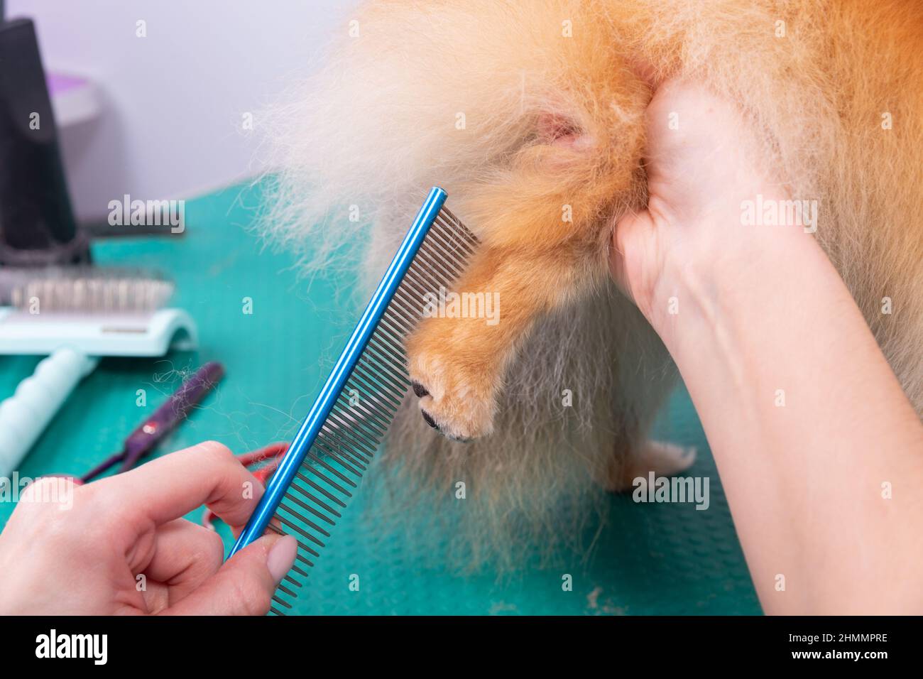 Il groomer professionale si occupa di Orange Pomeranian Spitz nel salone di bellezza degli animali. L'operaio del salone di grooming taglia i capelli sulla zampa decorativa del cane del giocattolo dentro vicino Foto Stock