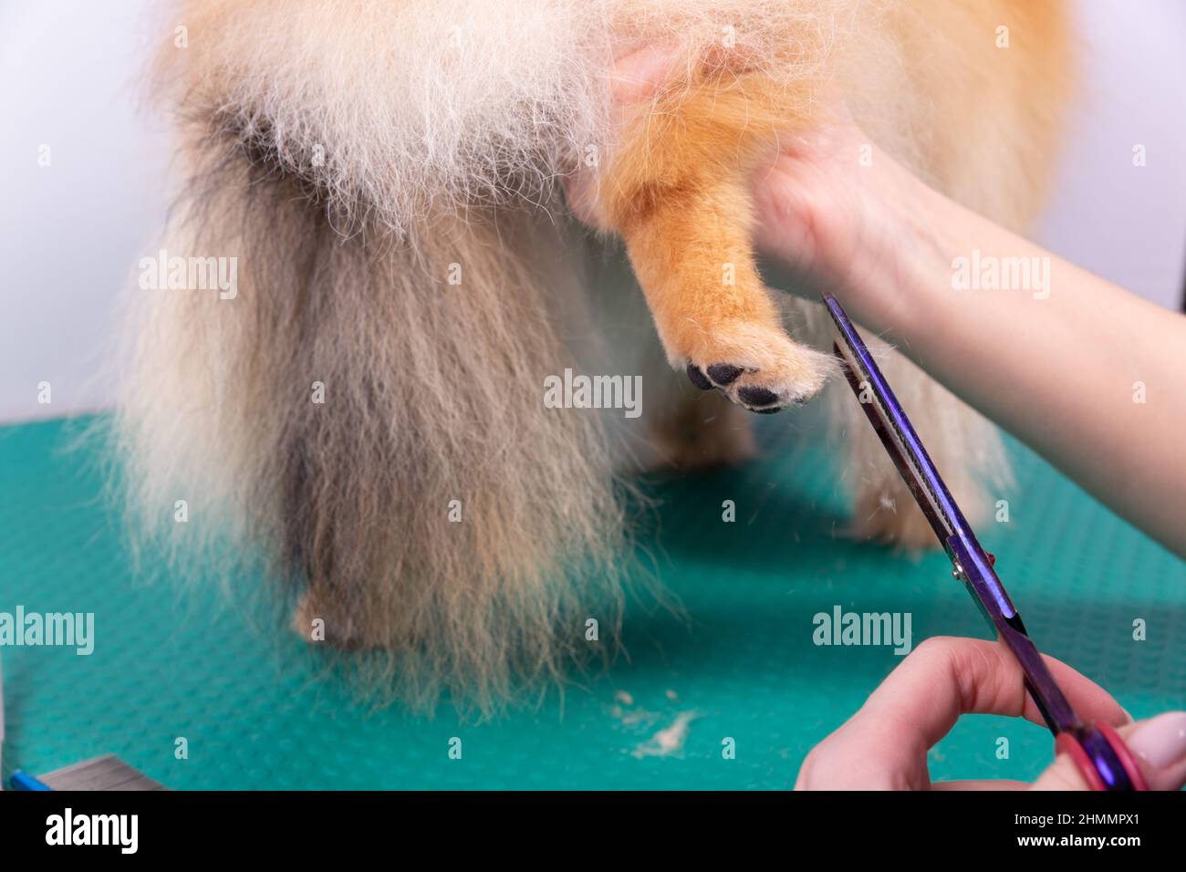 Il groomer professionale si occupa di Orange Pomeranian Spitz nel salone di bellezza degli animali. L'operaio del salone di grooming taglia i capelli sulla zampa decorativa del cane del giocattolo dentro vicino Foto Stock