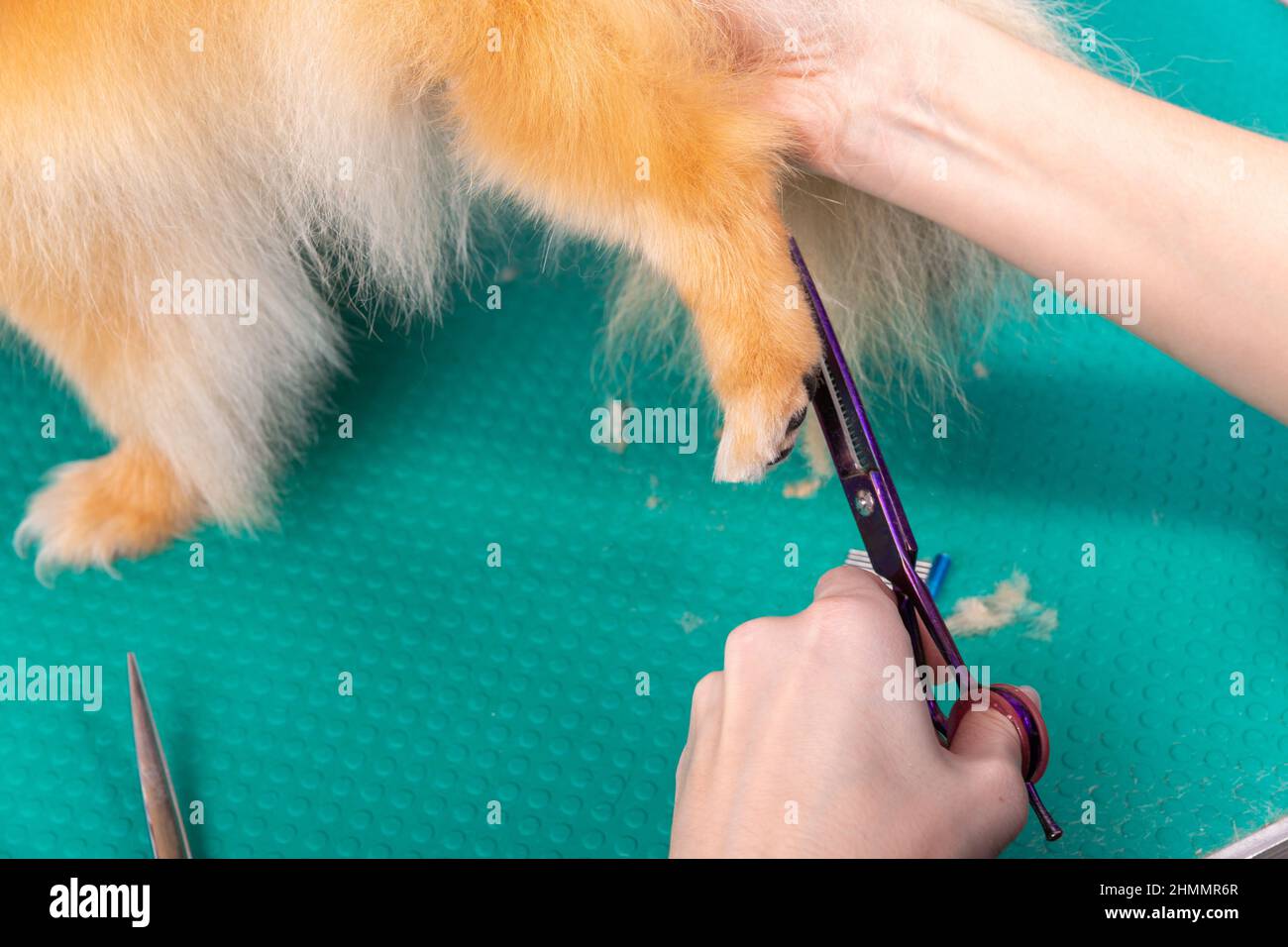 Il groomer professionale si occupa di Orange Pomeranian Spitz nel salone di bellezza degli animali. L'operaio del salone di grooming taglia i capelli sulla zampa decorativa del cane del giocattolo dentro vicino Foto Stock