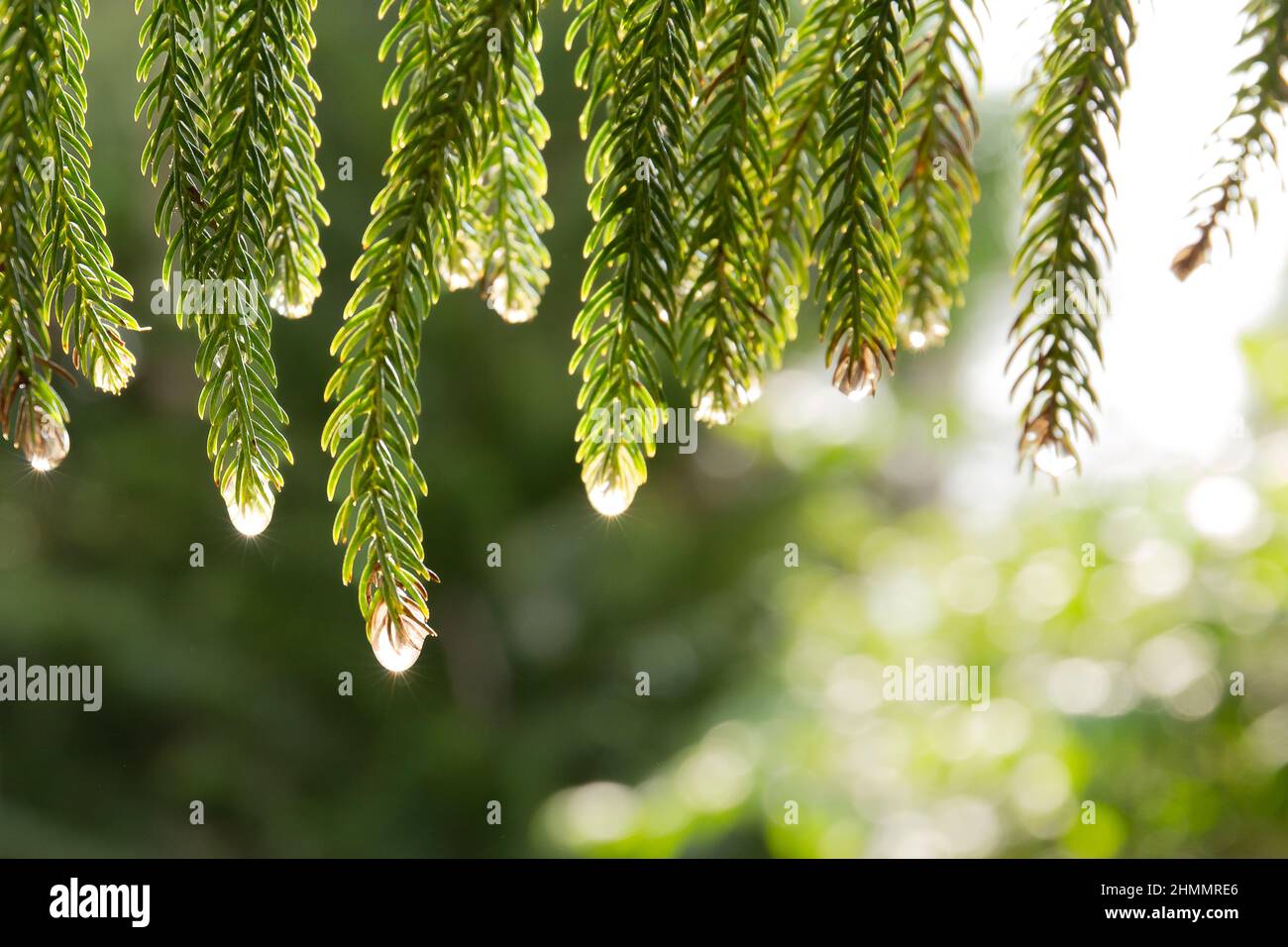 Goccia di pioggia su un pino nel giardino. Foto Stock