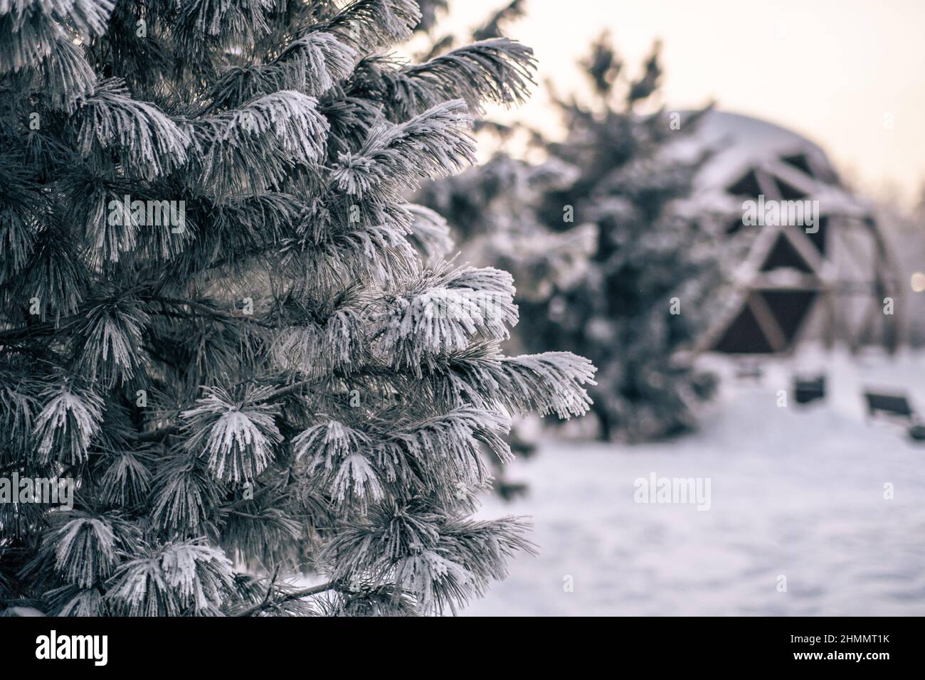 Inverno nevoso. Casa sferica tra alberi di abete innevati. Foto di alta qualità Foto Stock