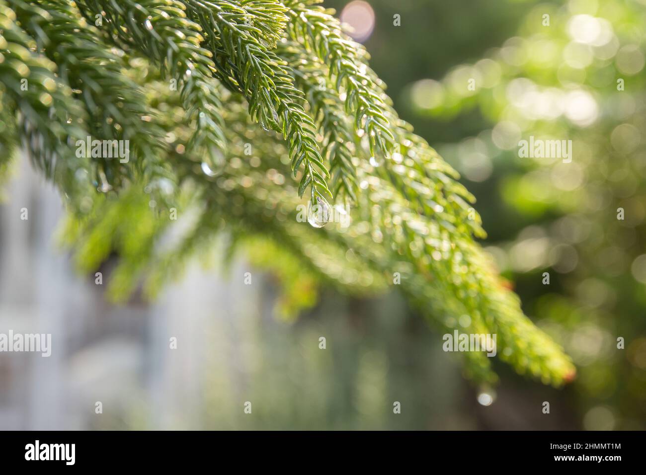 Goccia di pioggia su un pino nel giardino. Foto Stock