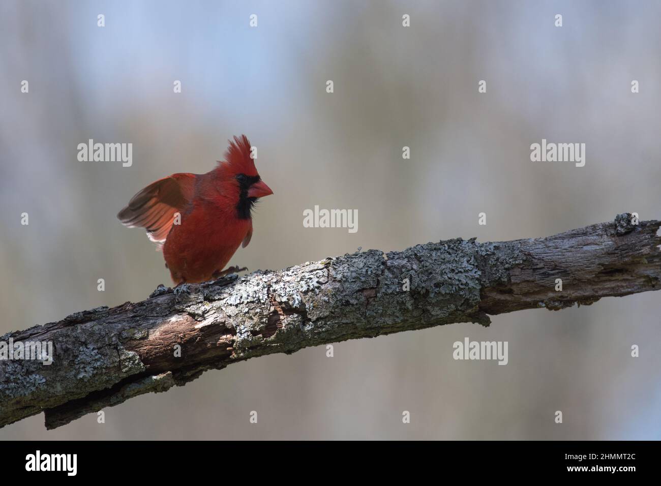 Il cardinale settentrionale arroccato su un ramo d'albero con ali sollevate Foto Stock