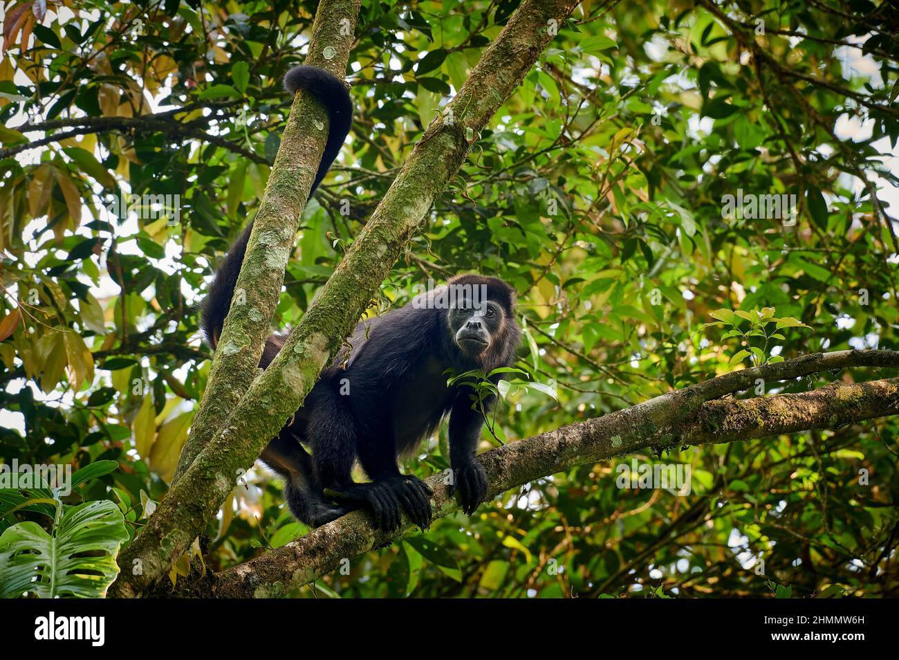 Urlatore (Alouatta palliata), Parque Nacional Braulio Carrillo, Costa Rica, America Centrale Foto Stock