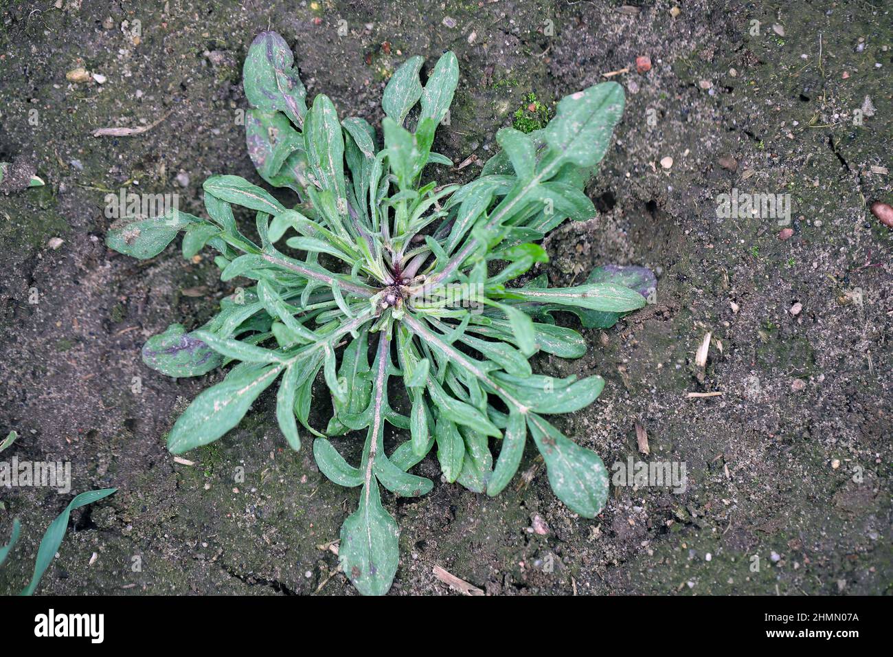 Centaurea cyanus, comunemente noto come fiore di mais o pulsante di bachelor. Erbacce diffuse e comuni in colture agricole e orticole. Foto Stock