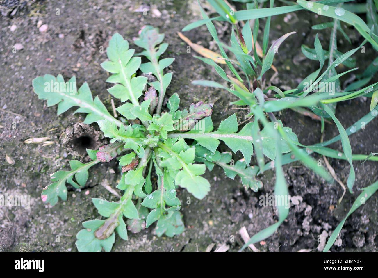 Papaver roeas, papavero comune. Erbacce diffuse e comuni in colture agricole e orticole. Foto Stock