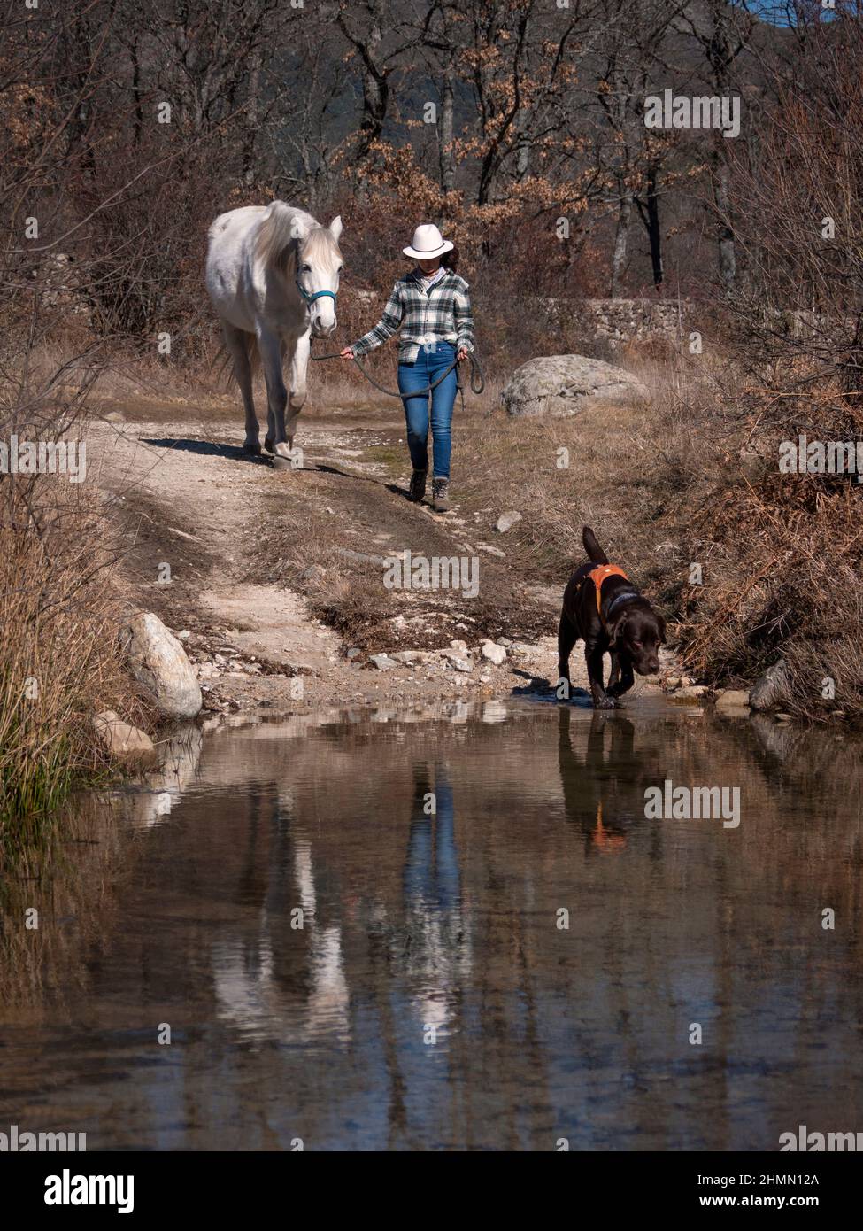 Donna con il suo cane labrador Retriever cioccolato e cavallo andaluso bianco in una passeggiata nella natura. Foto Stock
