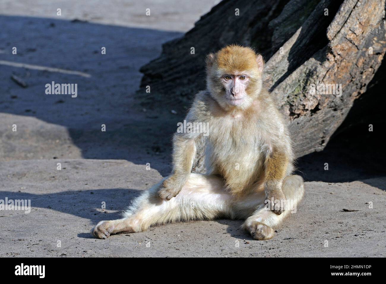 barbary ape, macaco di barbary (Macaca sylvanus), seduto a terra a legno di deat, Marocco Foto Stock
