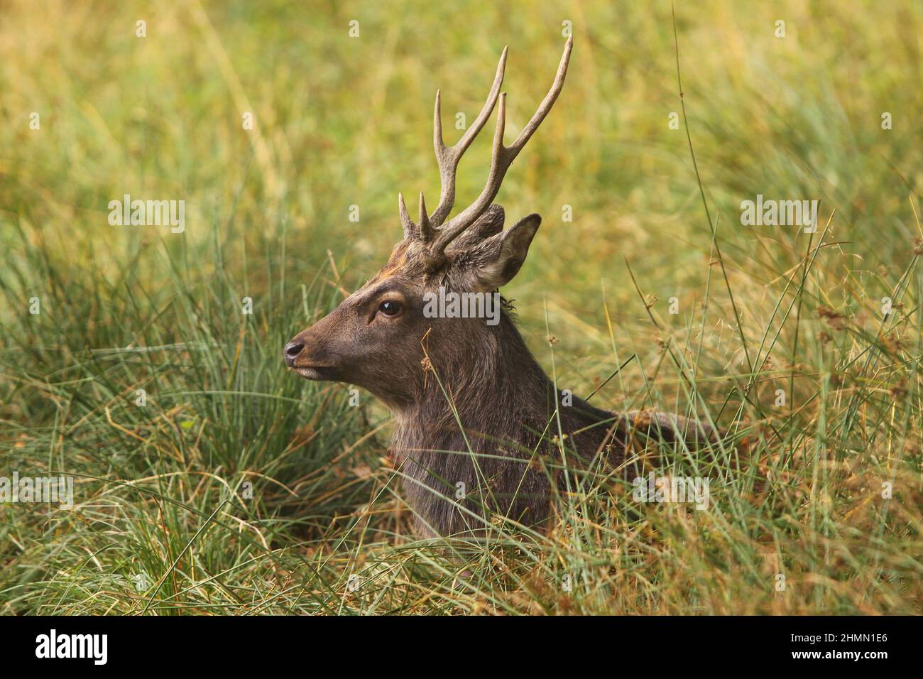 Sika cervo, Tame sika cervo, Tame cervo (Cervus nippon), maschio giacente in un prato, Germania Foto Stock