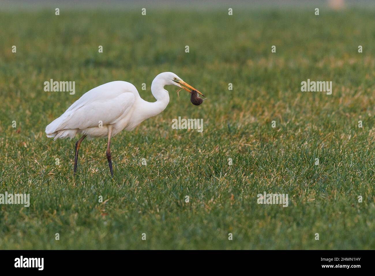 Grande egret, Grande Eret Bianco (Eretta alba, Casmerodius albus, Ardea alba), con il volo prediletto nel conto, vista laterale, Germania, Baviera Foto Stock