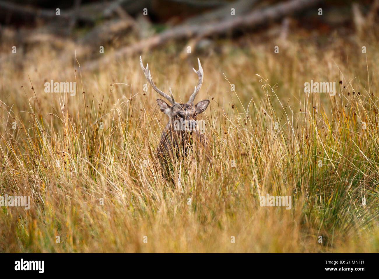 Sika cervo, Tame sika cervo, Tame cervo (Cervus nippon), maschio si trova tra erba alta, Germania Foto Stock