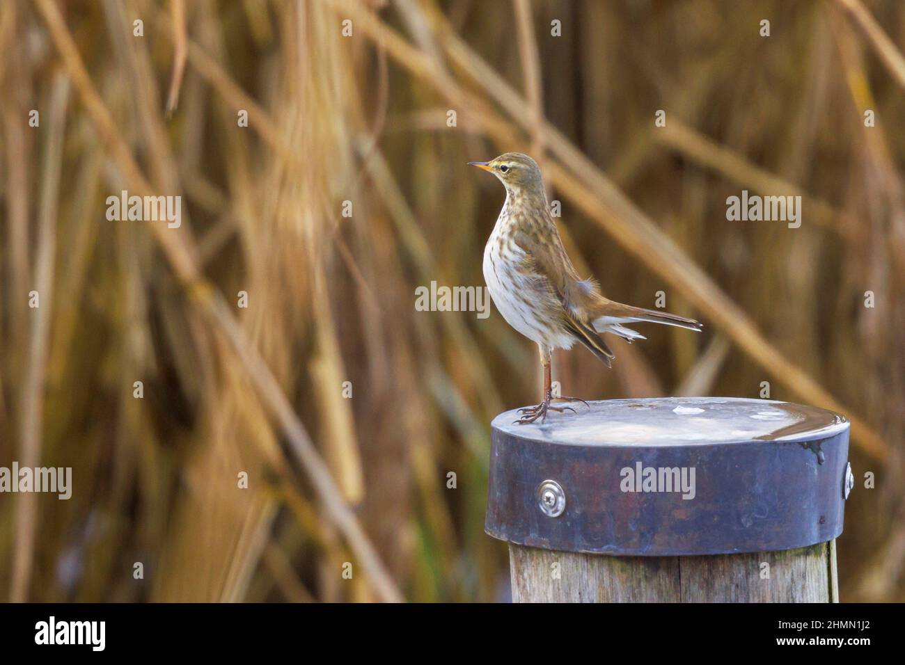 Acquedotto (Anthus spinoletta), che si estende su un palo di legno come ospite d'inverno in un lago, vista laterale, Germania, Baviera, lago Chiemsee Foto Stock