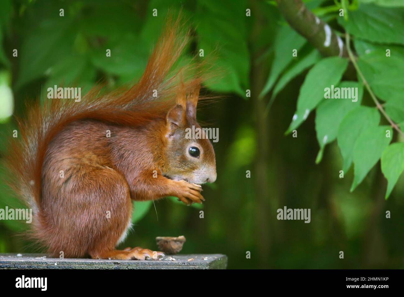 Scoiattolo rosso europeo, scoiattolo rosso eurasiatico (Sciurus vulgaris), mangiare una noce, vista laterale, Germania Foto Stock