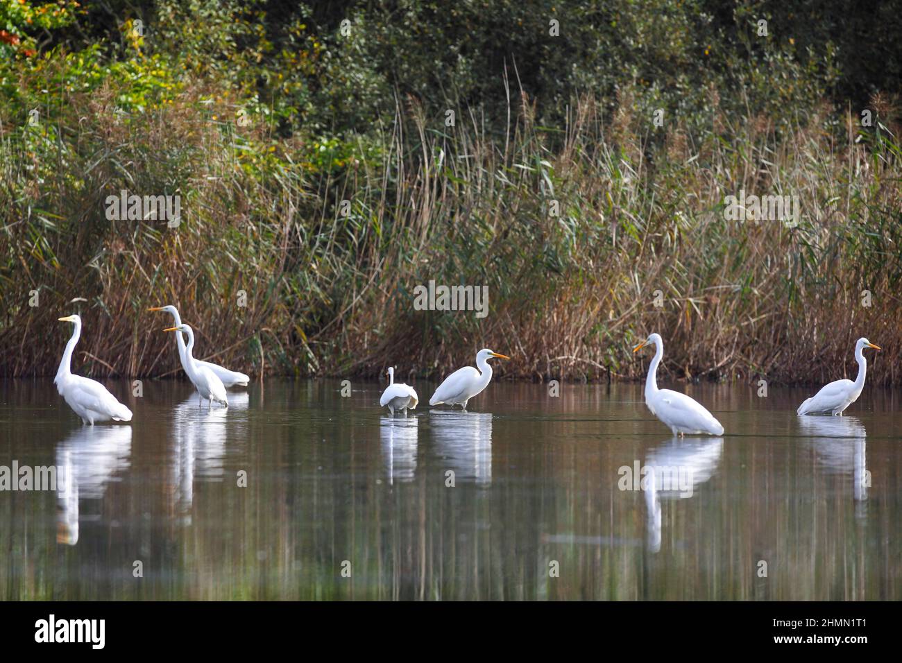 Grande egretta, Grande Egret Bianco (Egretta alba, Casmerodius albus, Ardea alba), gruppo in acque poco profonde, Germania Foto Stock