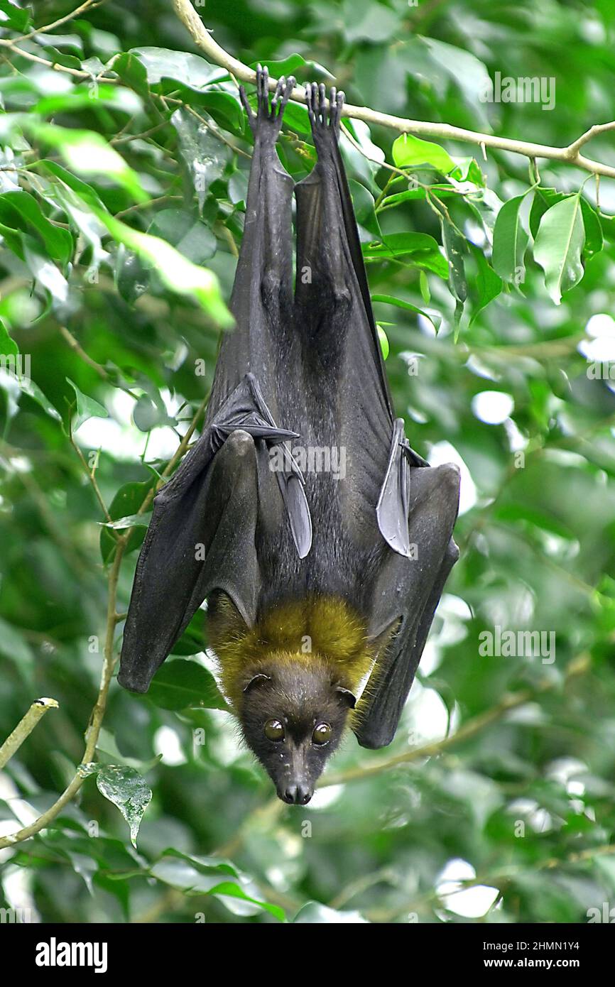 Volata indiana (Pteropus giganteus), appende su un ramo Foto Stock