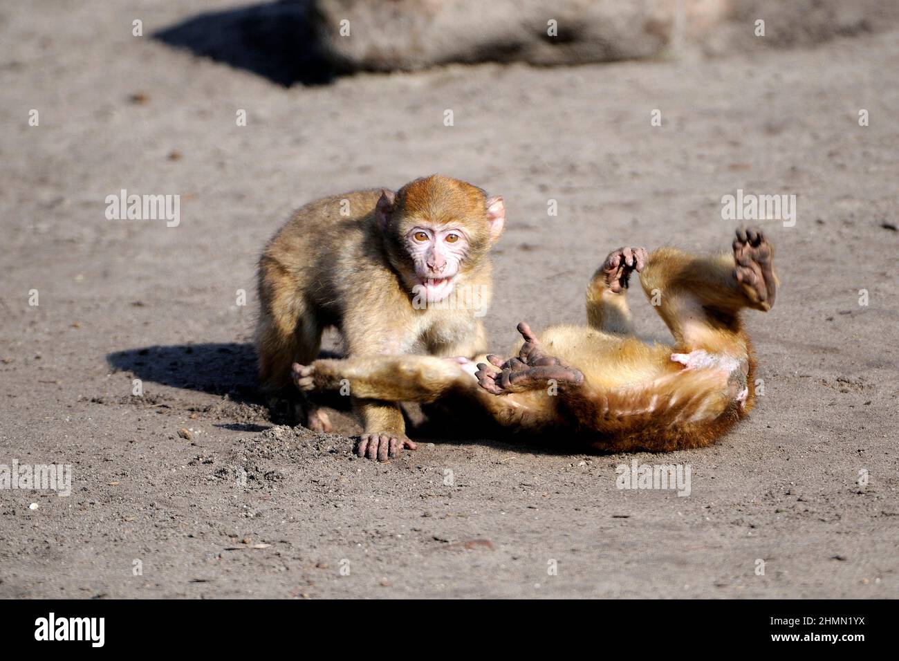 barbary ape, macaco di barbary (Macaca sylvanus), due scimmie che suonano, Marocco Foto Stock