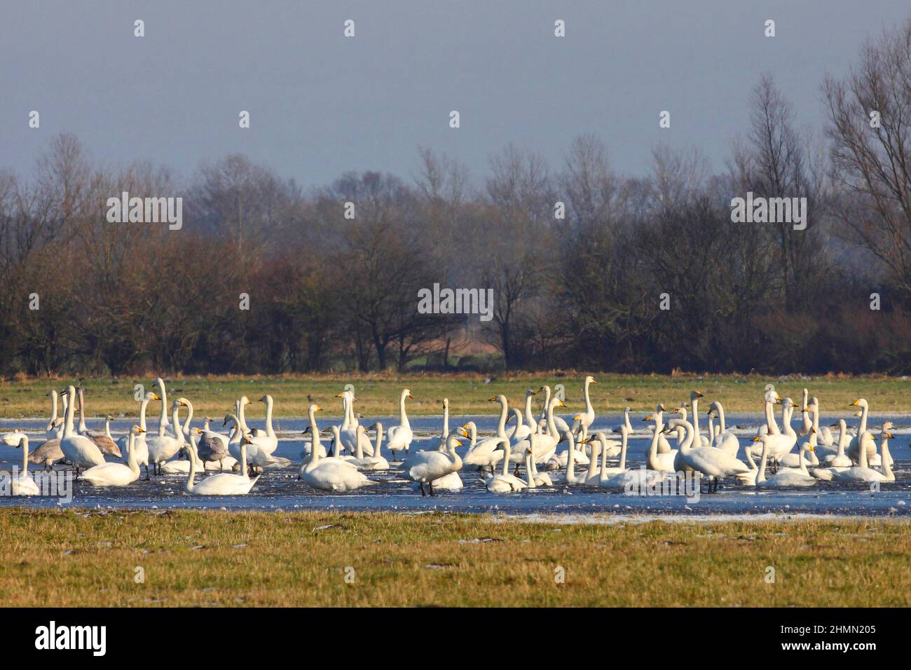 Tundra cigno (Cygnus columbianus), con cigni di whooper e cigni muti in un lago in inverno, in Germania Foto Stock