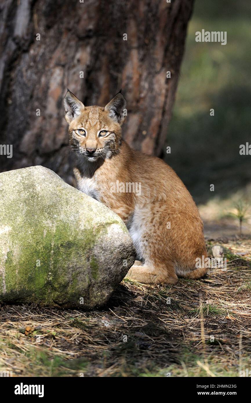 lynx settentrionale (lynx lynx lynx), giovane lynx seduta su una grande pietra, Germania Foto Stock