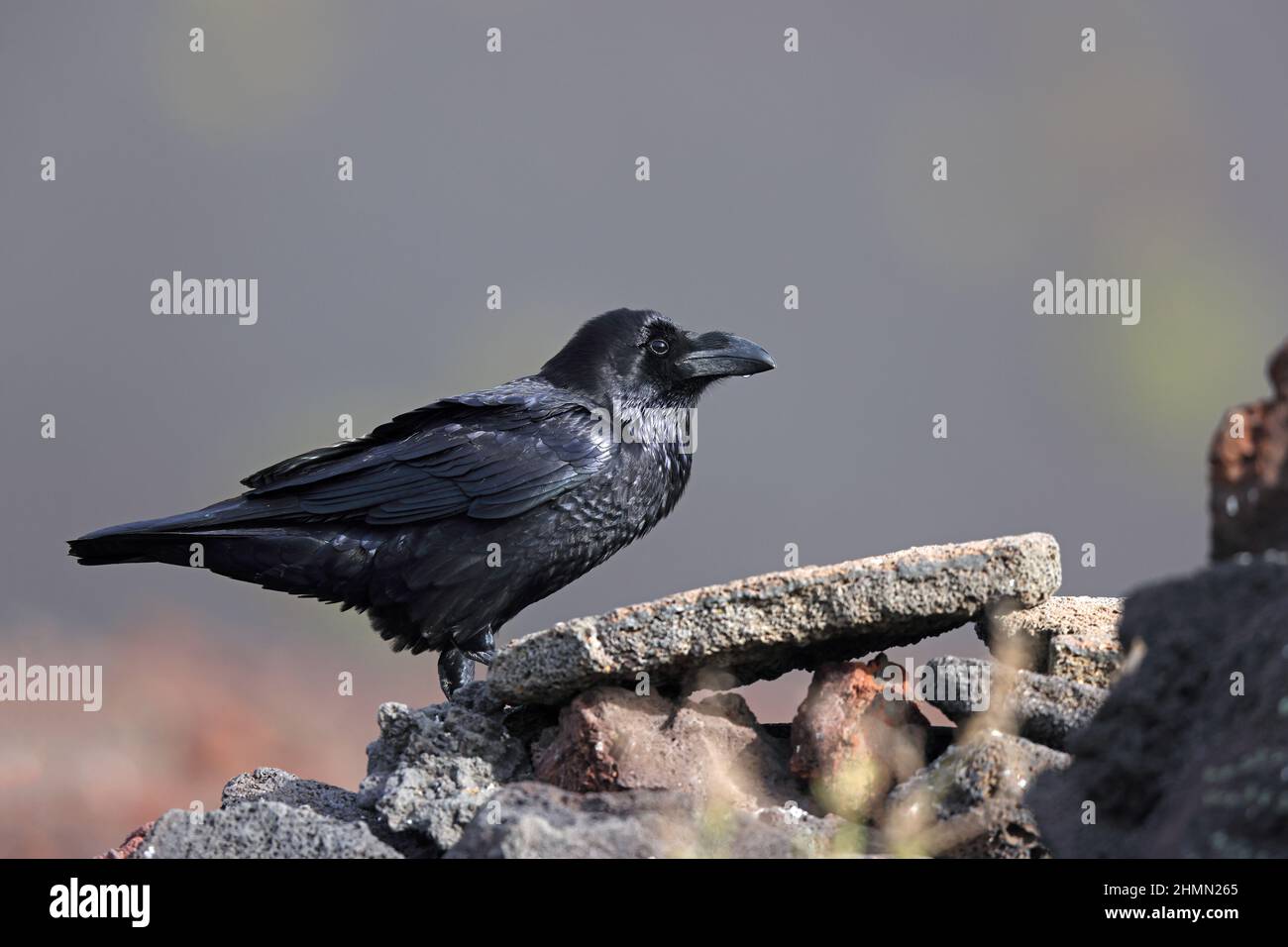 Corvo comune (Corvus corax), arroccato su roccia lavica, Isole Canarie, Lanzarote, Parco Nazionale di Timanfaya Foto Stock