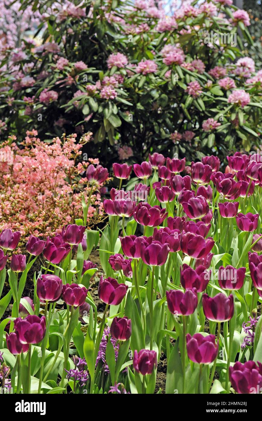 Tulipano da giardino comune (Tulipa gesneriana), tulipani viola in un letto di fiori, Germania Foto Stock