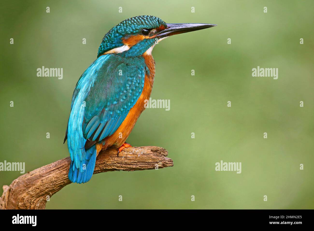 martin pescatore del fiume (Alcedo atthis), seduto su un ramo, Germania Foto Stock