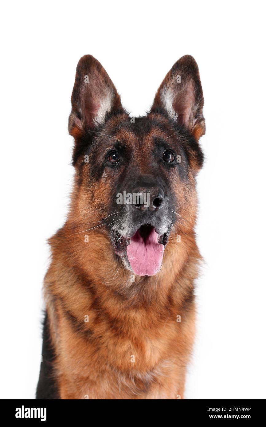 Primo piano ritratto della testa del vecchio cane pastore tedesco seduto con lingua fuori isolato su sfondo bianco Foto Stock