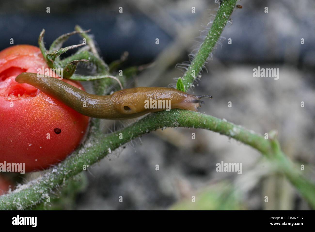 Un primo piano di una pesta di pomodoro in un giardino fresco. Gli insetti distruggono i frutti verdi e maturanti. Inoltre, le brocche trasportano le infezioni fra le piante. Una diminuzione significativa nella perdita di produttività di rendimento. Foto Stock