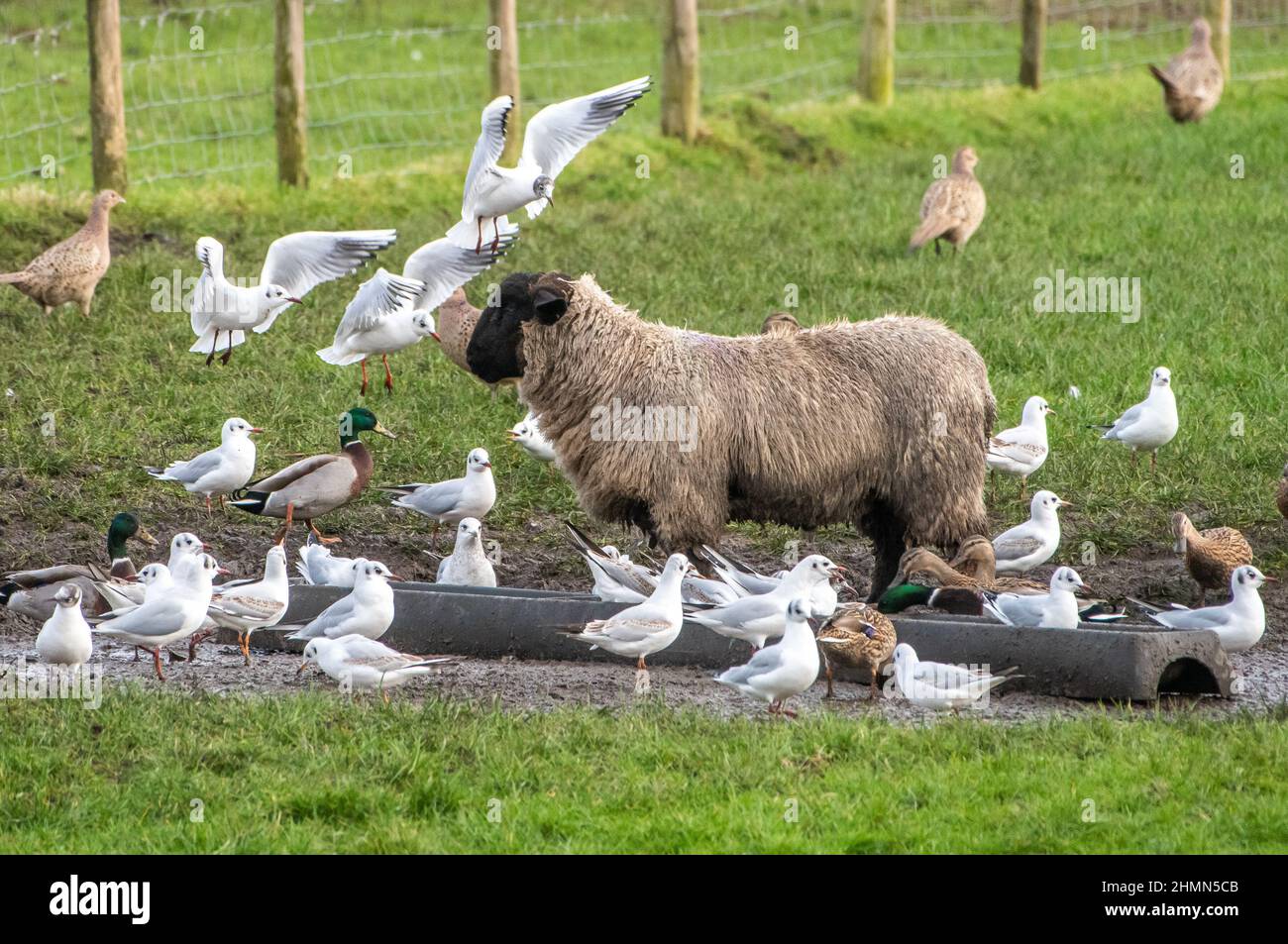 Gli uccelli si accalcano attorno a un canale di alimentazione delle pecore vicino a Preston, Lancashire, Regno Unito. Foto Stock