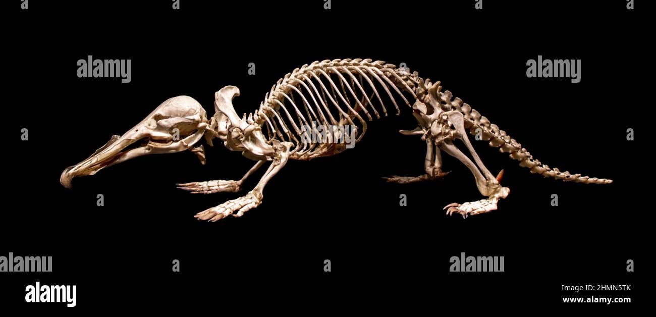 Uno scheletro del platypus (Ornithorhynchus anatinus), platypus anatinus, isolato su sfondo nero Foto Stock