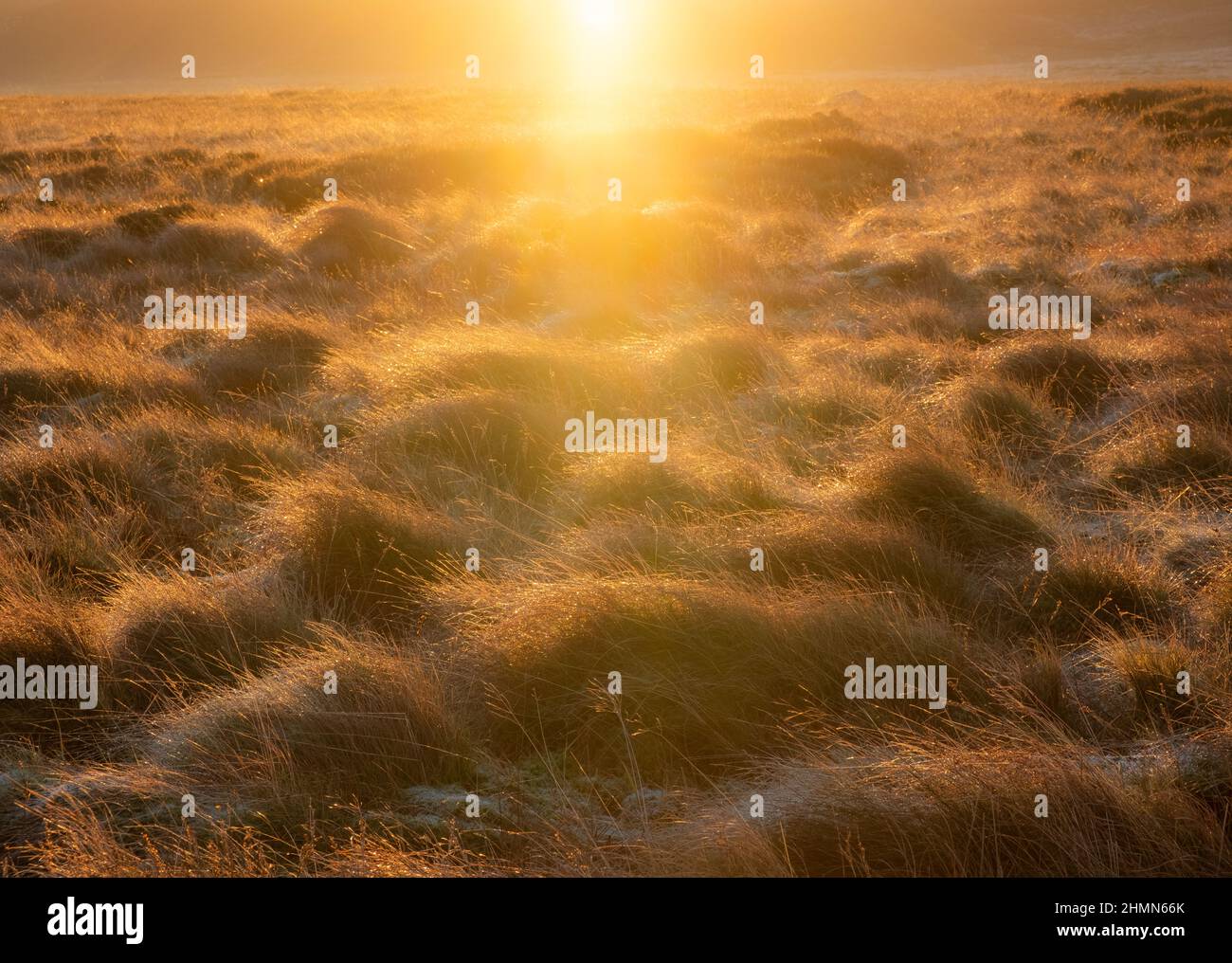 Sole basso che sorge su erba di brughiera nel Northumberland. Foto Stock