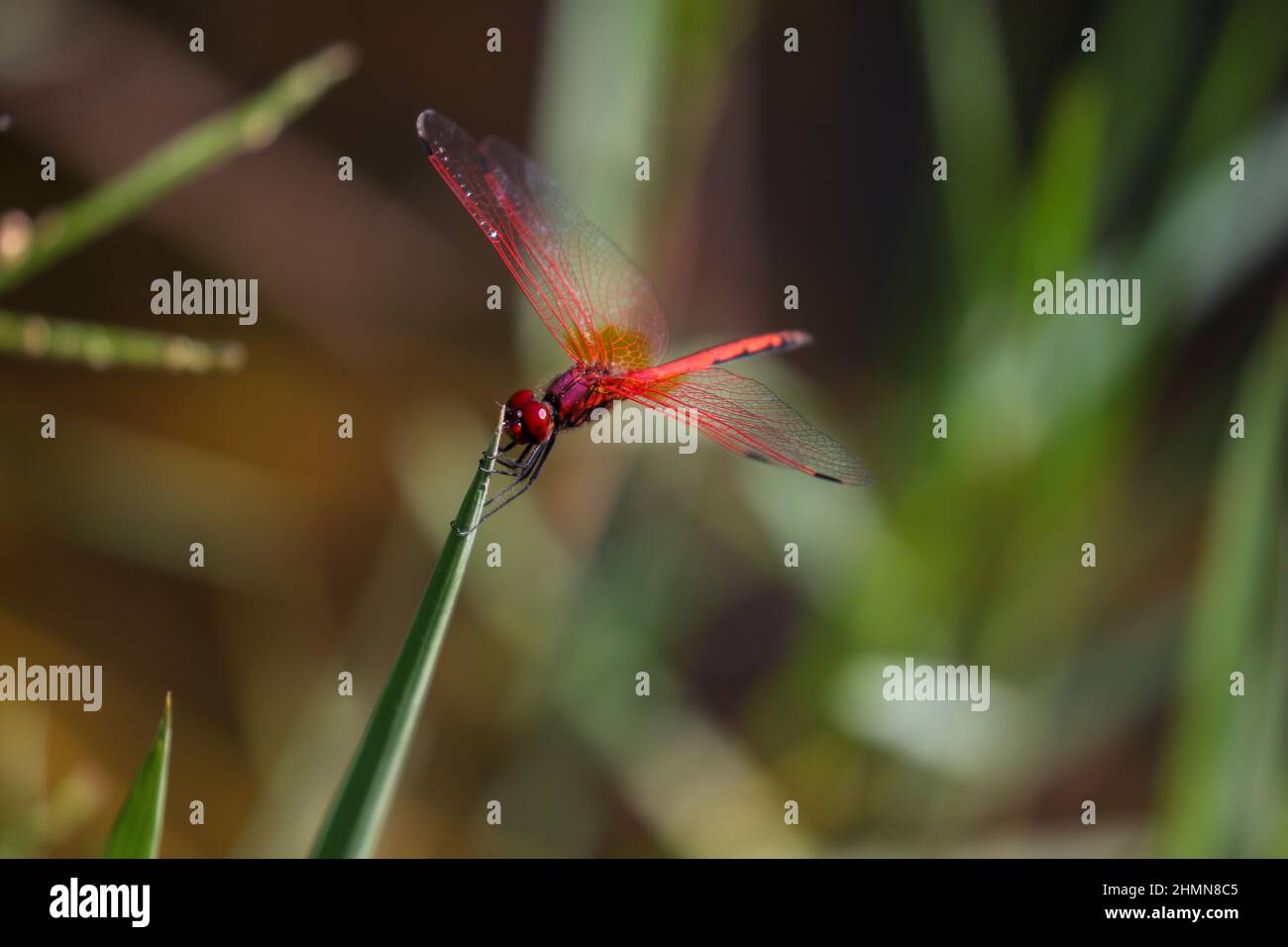 Scarlet Dragonfly, Parco Nazionale di Pilanesberg Foto Stock