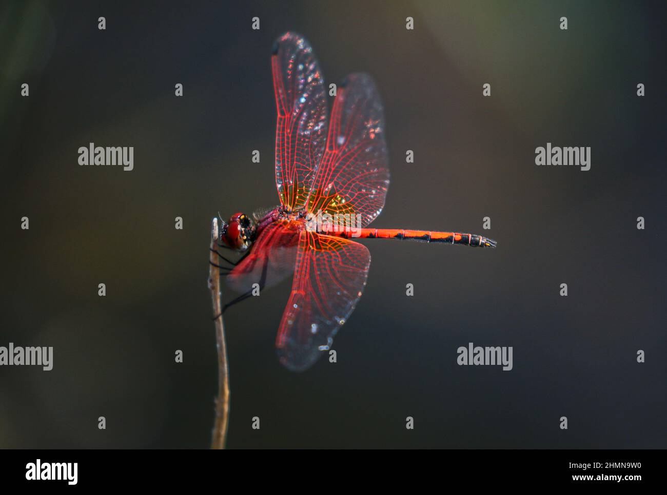 Scarlet Dragonfly, Parco Nazionale di Pilanesberg Foto Stock