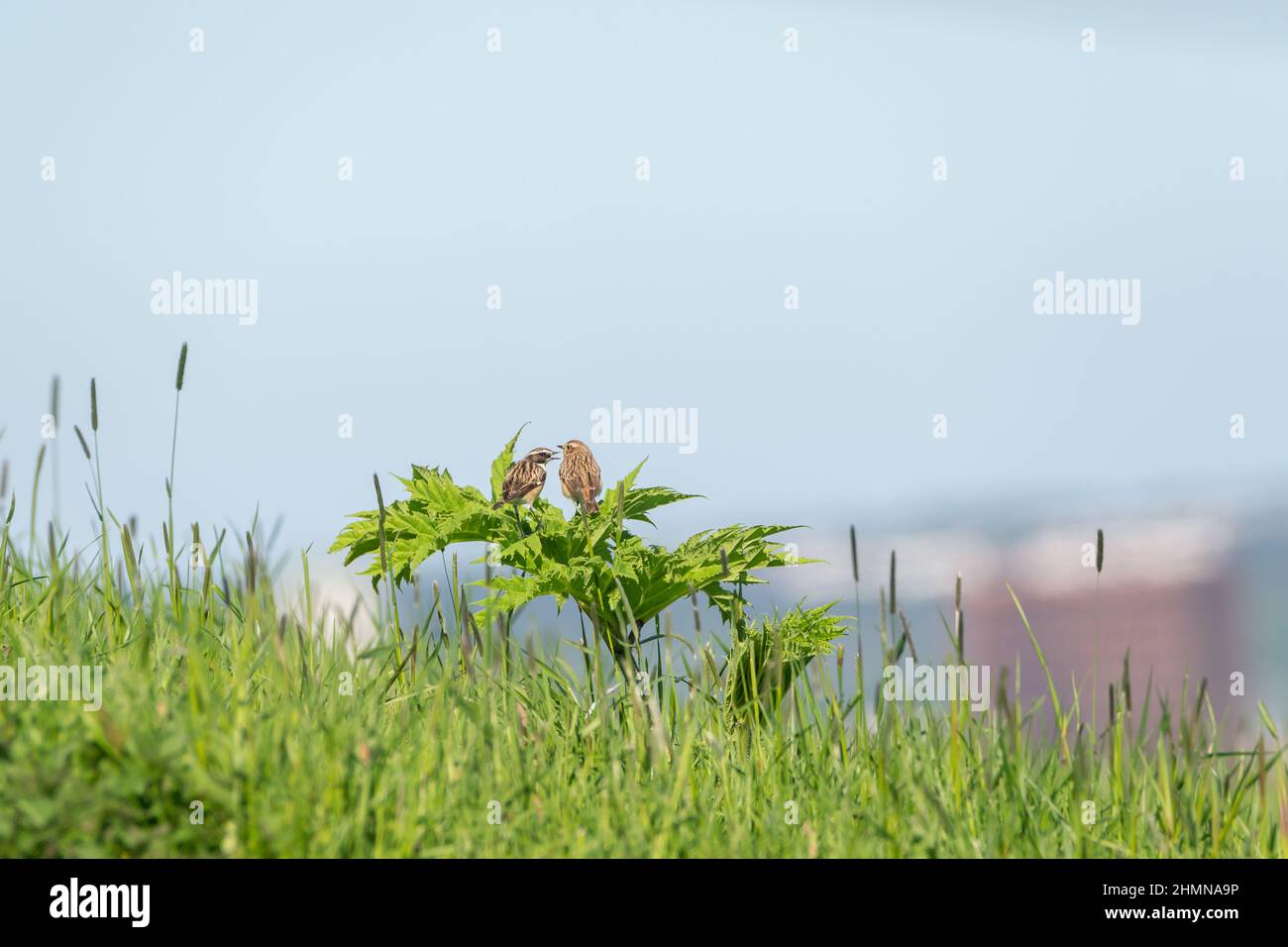 Fotografia di uccelli, whinchat uccelli, seduto su una pianta verde. Sfondo blu cielo. Foto Stock