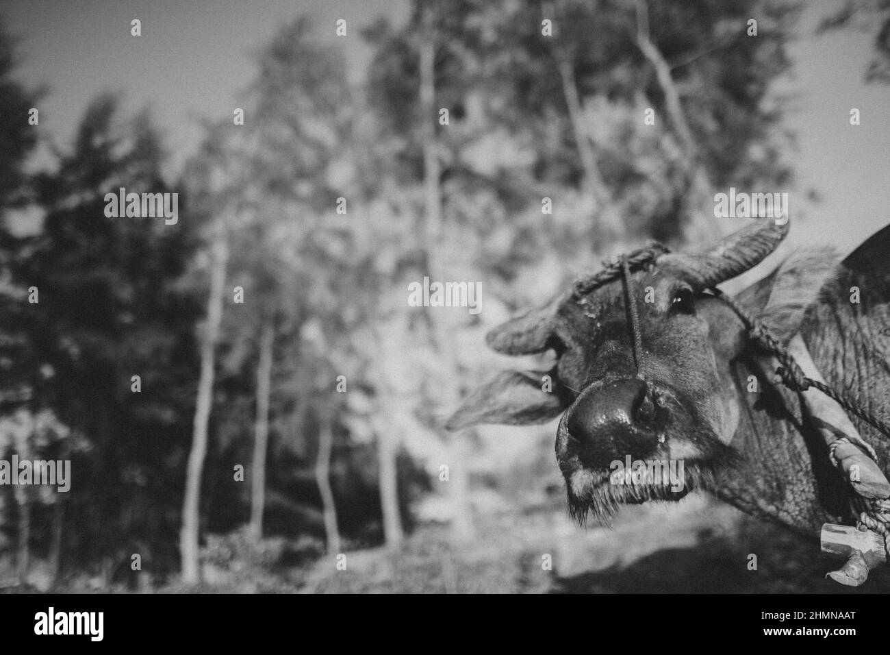 Un ritratto di un carabao Foto Stock