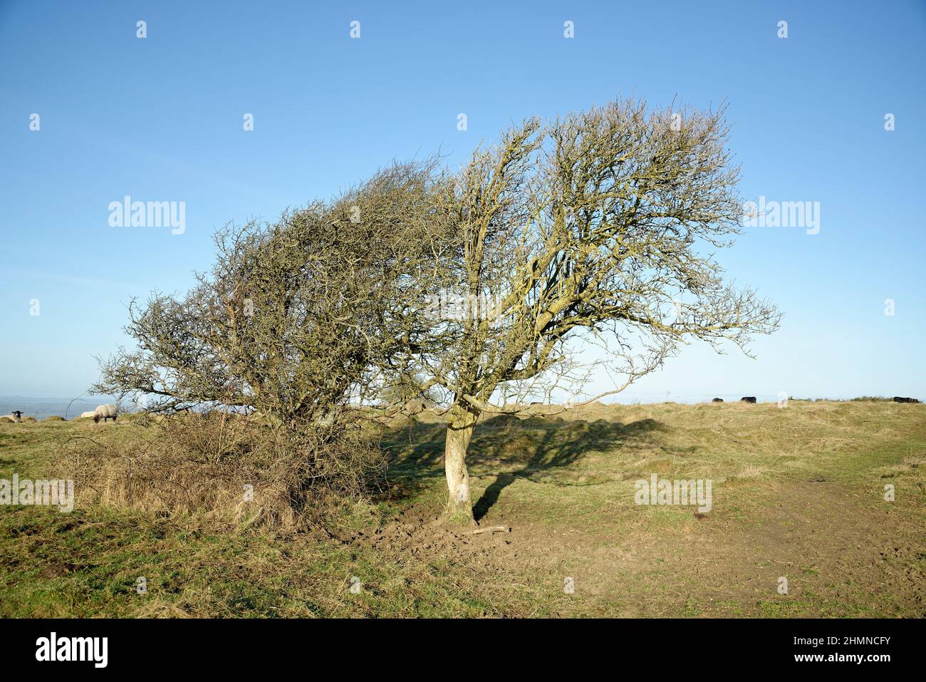 Albero spazzato dal vento in cima alle South Downs nel Sussex occidentale. Un piccolo albero a forma di tempo. Una collina esposta con venti costieri. Riparo per pecora. Foto Stock