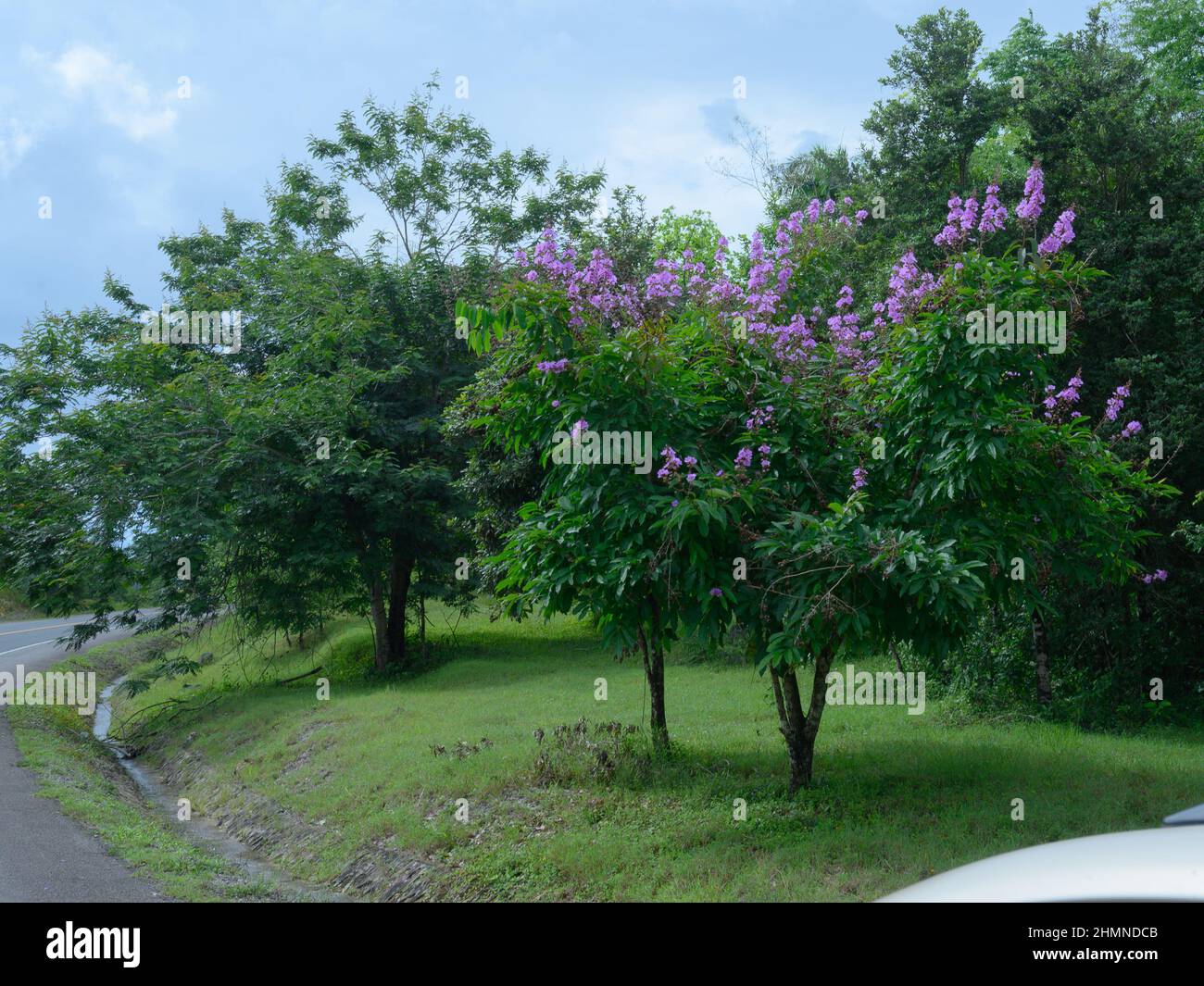 La foto mostra una pianta esotica fiorita. I fiori dell'albero sono lilla. I fiori sono raccolti in grappoli in infiorescenze. L'erba verde cresce aro Foto Stock