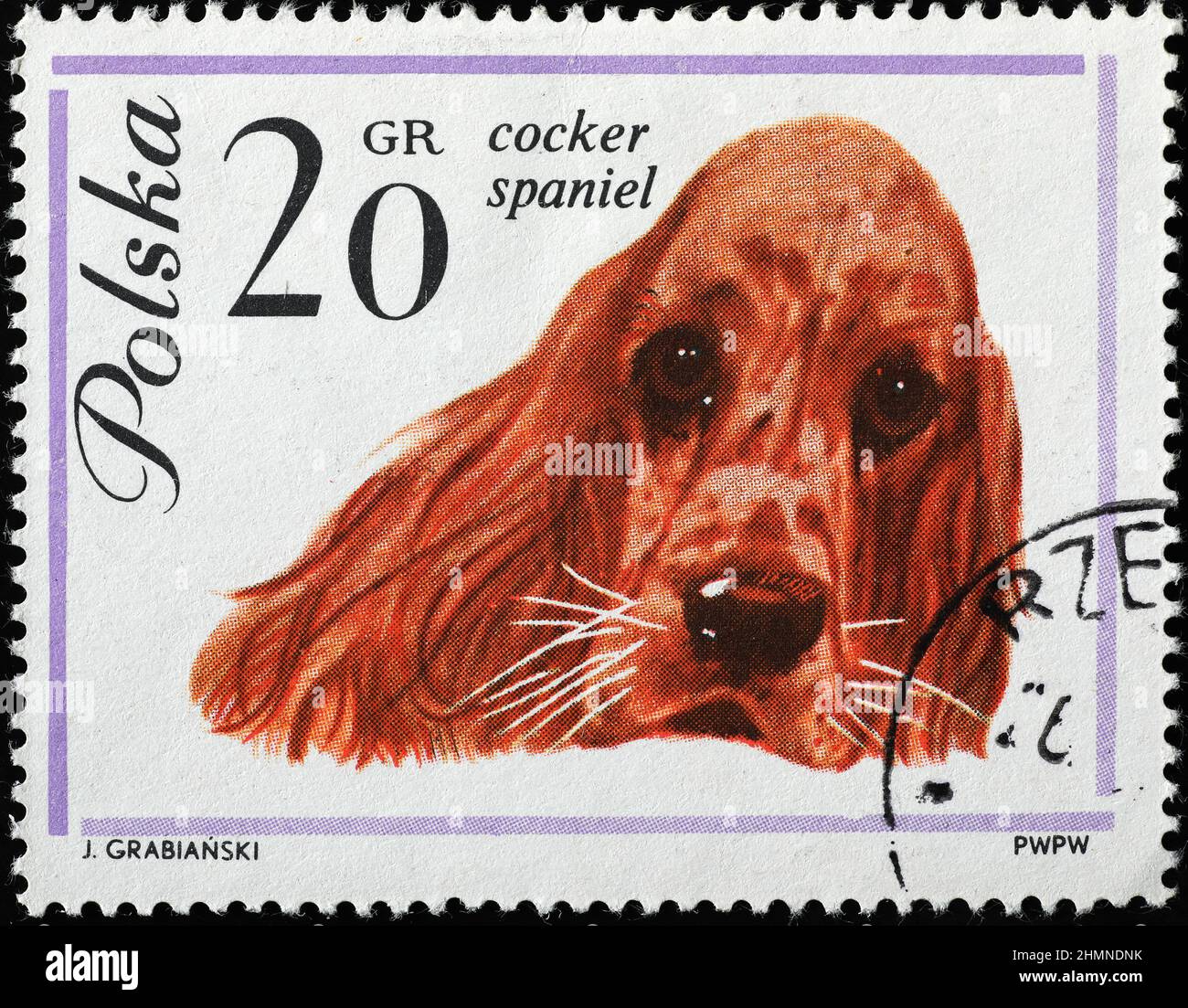 Cane Cocker spaniel su francobollo lucido Foto Stock