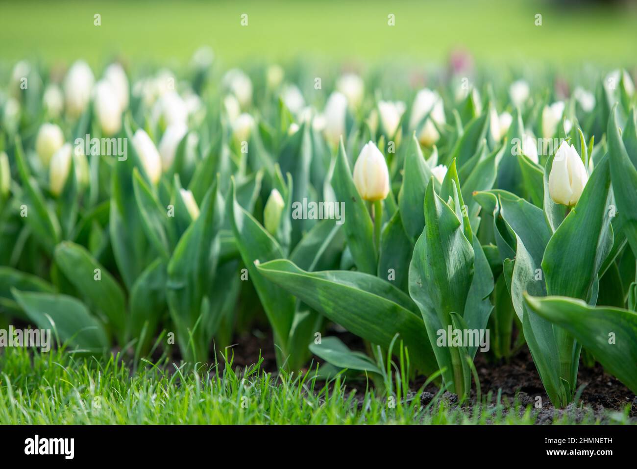 Tulipano bianco fiore in un campo tulipano Foto Stock