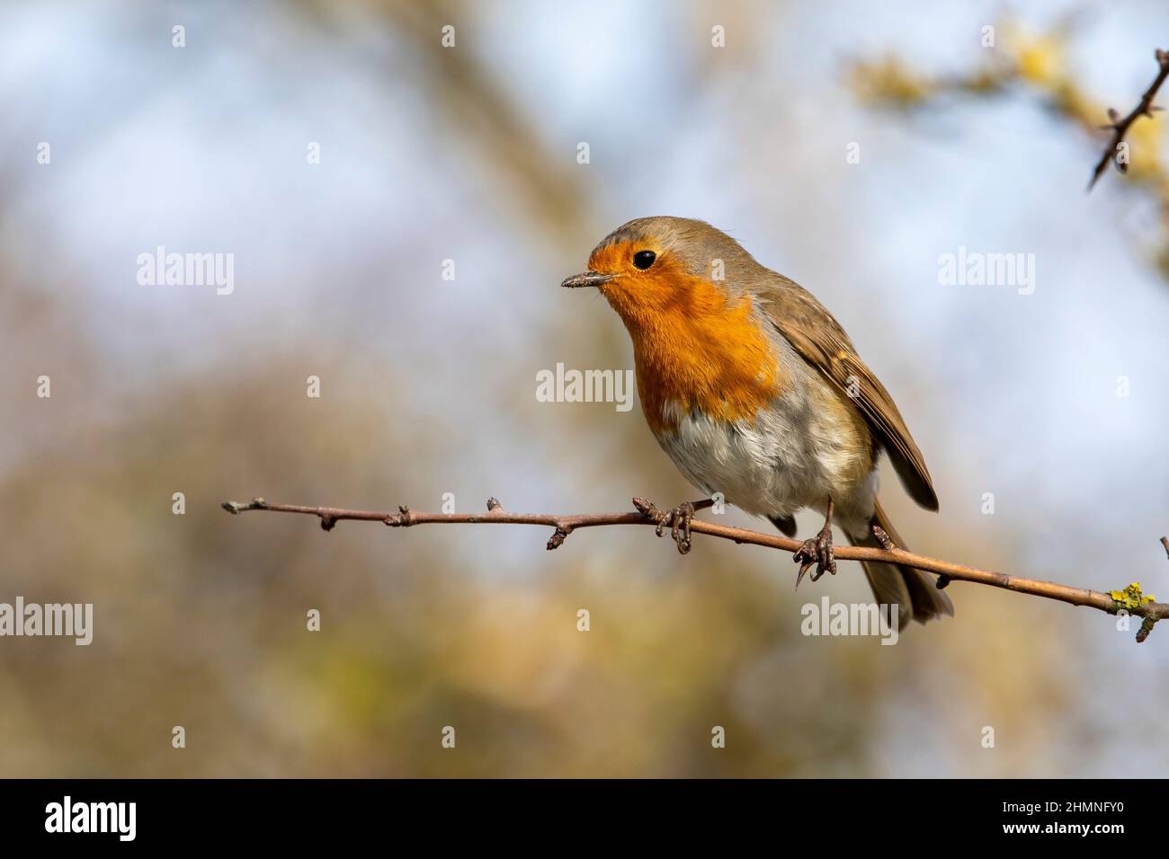 Un primo piano di un Robin Redbreast splendidamente colorato, arroccato su un ramo d'albero. Foto Stock