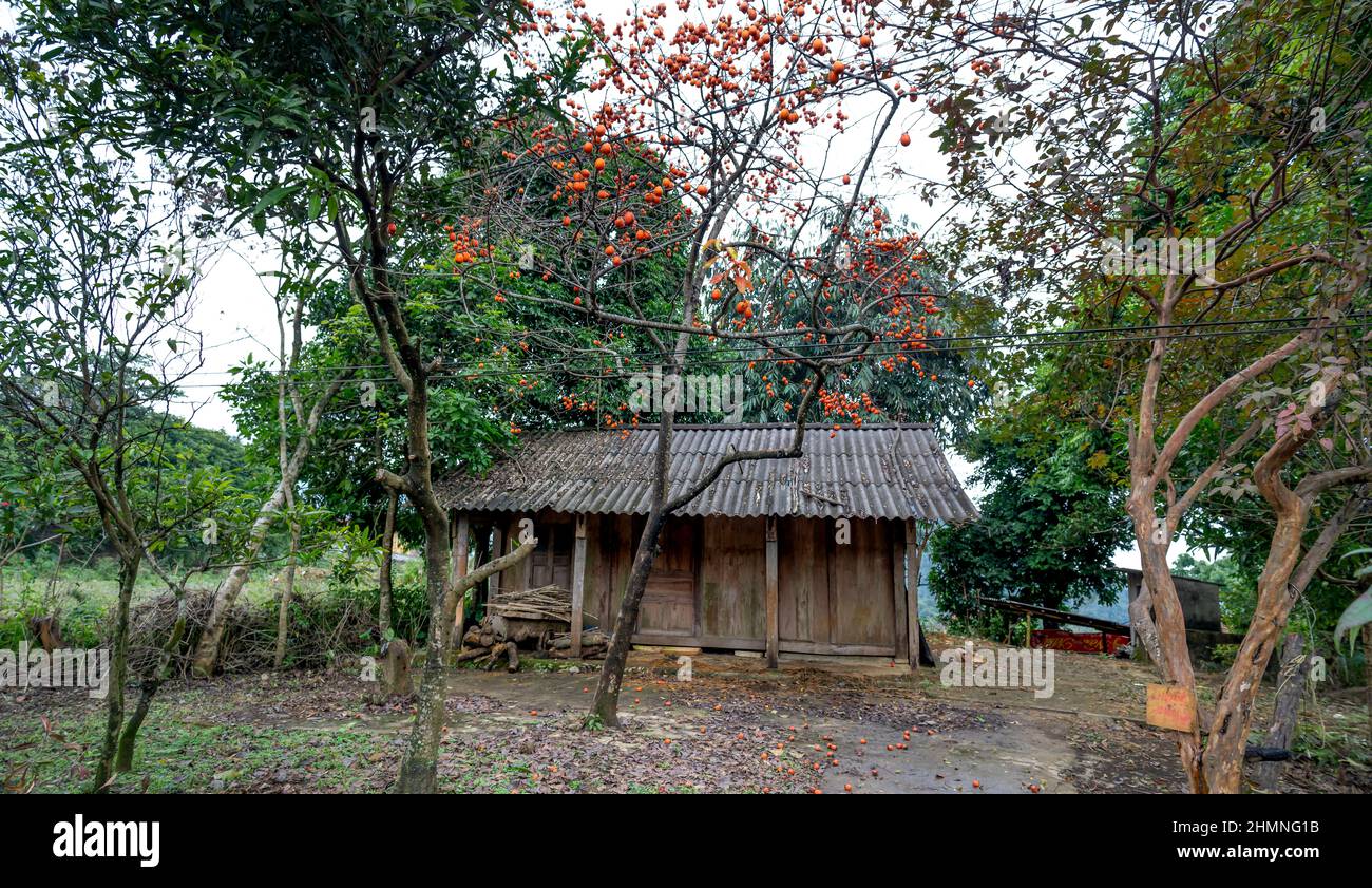 Albero di Persimmon carico di frutta accanto ad una casa di legno nella campagna del Vietnam Foto Stock