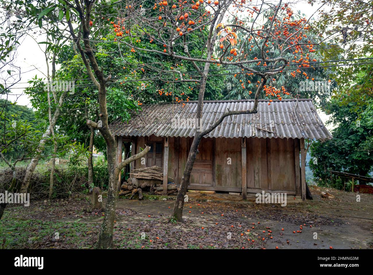 Albero di Persimmon carico di frutta accanto ad una casa di legno nella campagna del Vietnam Foto Stock