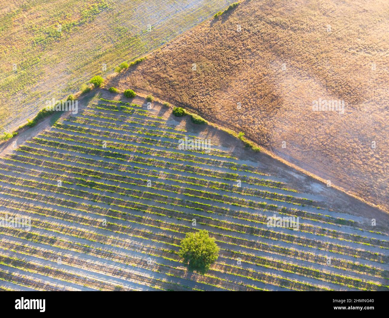 Vigneto toscano Foto Stock