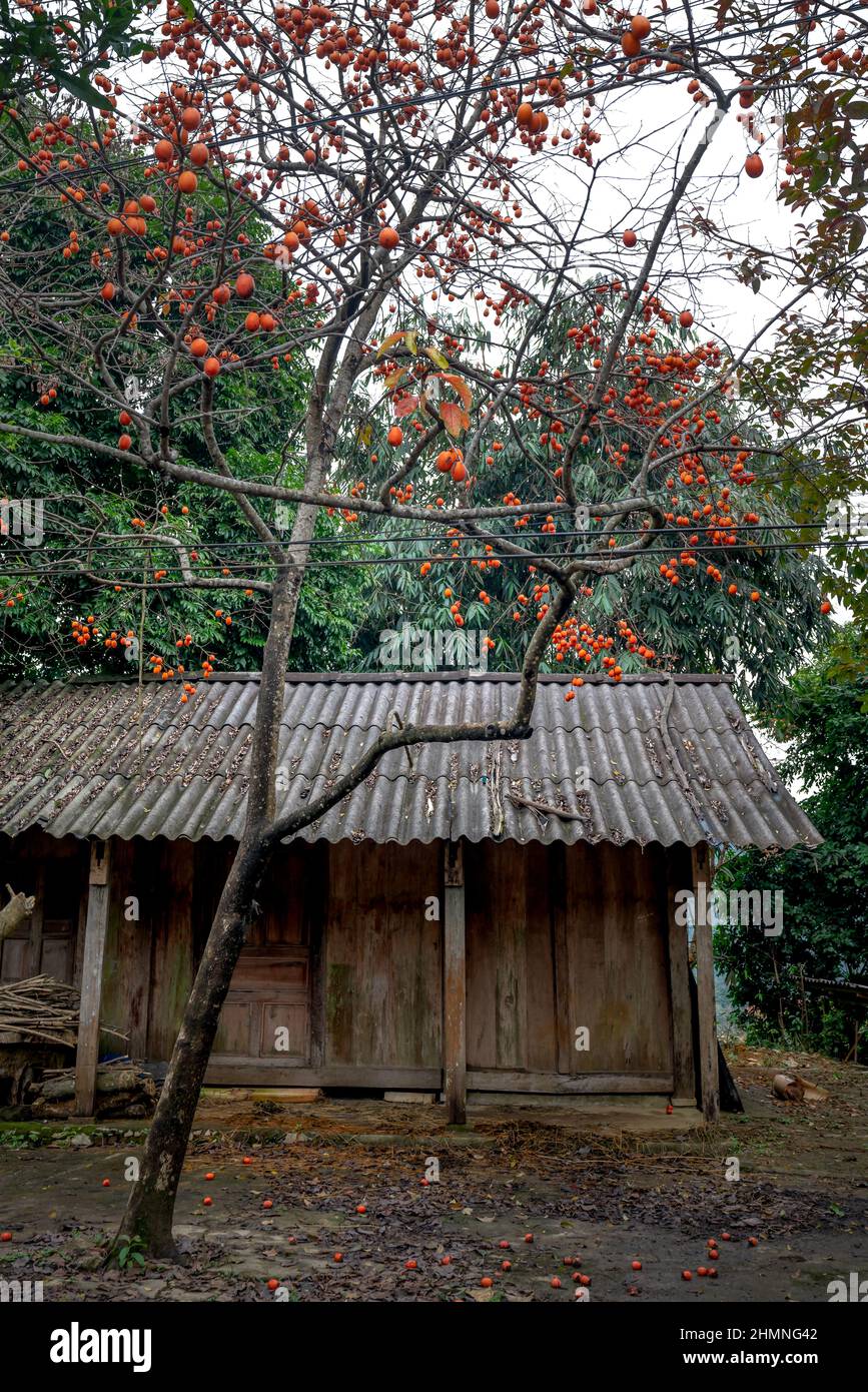 Albero di Persimmon carico di frutta accanto ad una casa di legno nella campagna del Vietnam Foto Stock
