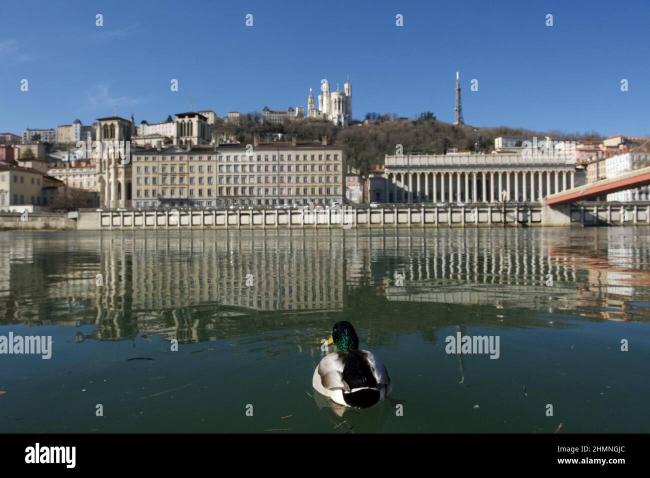 La famosa collina di Fourvire dominata dalla sua splendida basilica, ha i suoi piedi la corte di appello con il fiume Saone in primo piano e anatre. Foto Stock