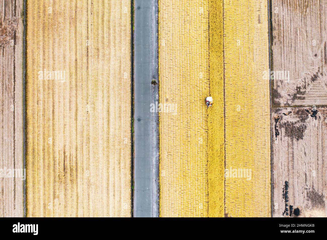 Trebbiatrice meccanica su campo di cereali, giappone Foto Stock