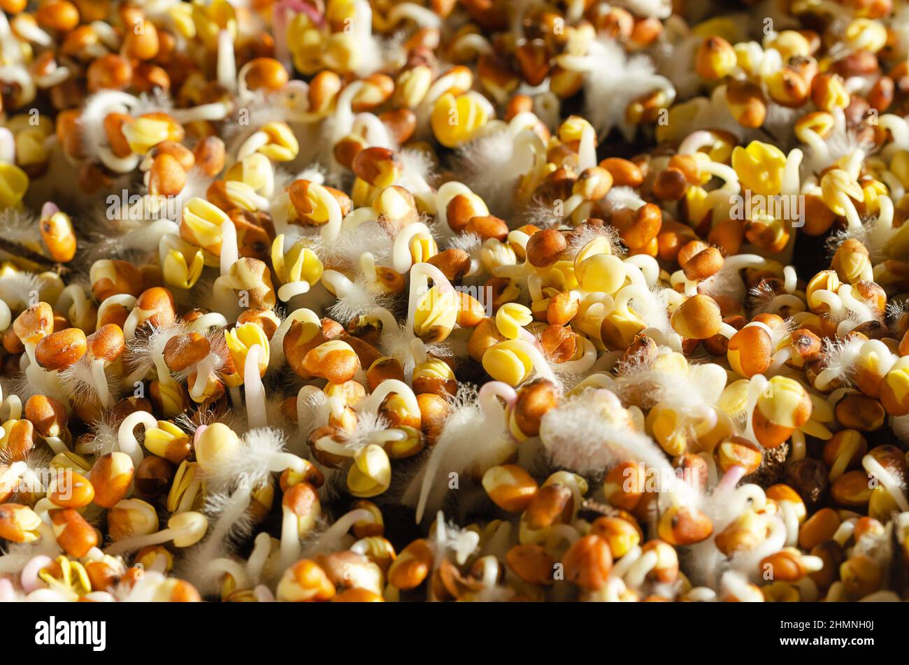 Germinando semi di ravizzone su suolo humus, alla luce del sole. Germogli e cotiledoni di Raphanus sativus, con piccoli peli di radice, spesso confusi con muffa. Foto Stock