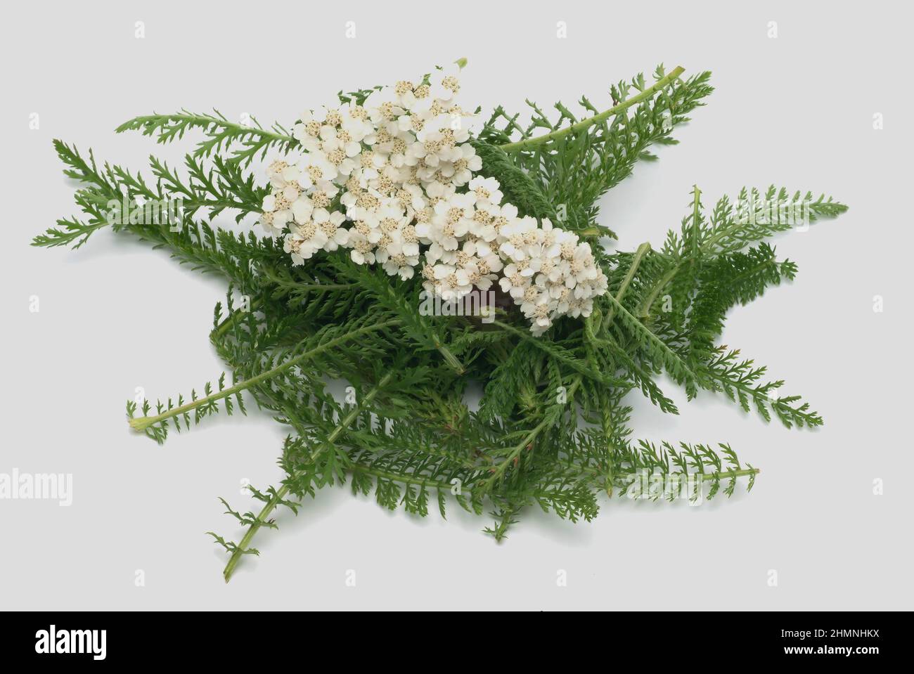 Gemeine Schafgarbe oder Gewöhnliche Schafgarbe, Achillea millefolium, Heilpflanze, die Heilkraft der Schafgarbe wird bei Appetitlosigkeit, kramfartig Foto Stock