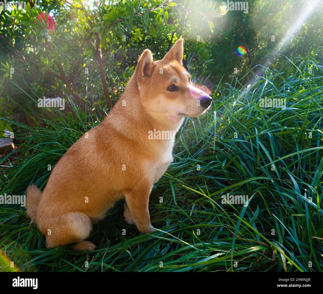 Il cucciolo di Shiba Inu sembra una piccola volpe Foto Stock